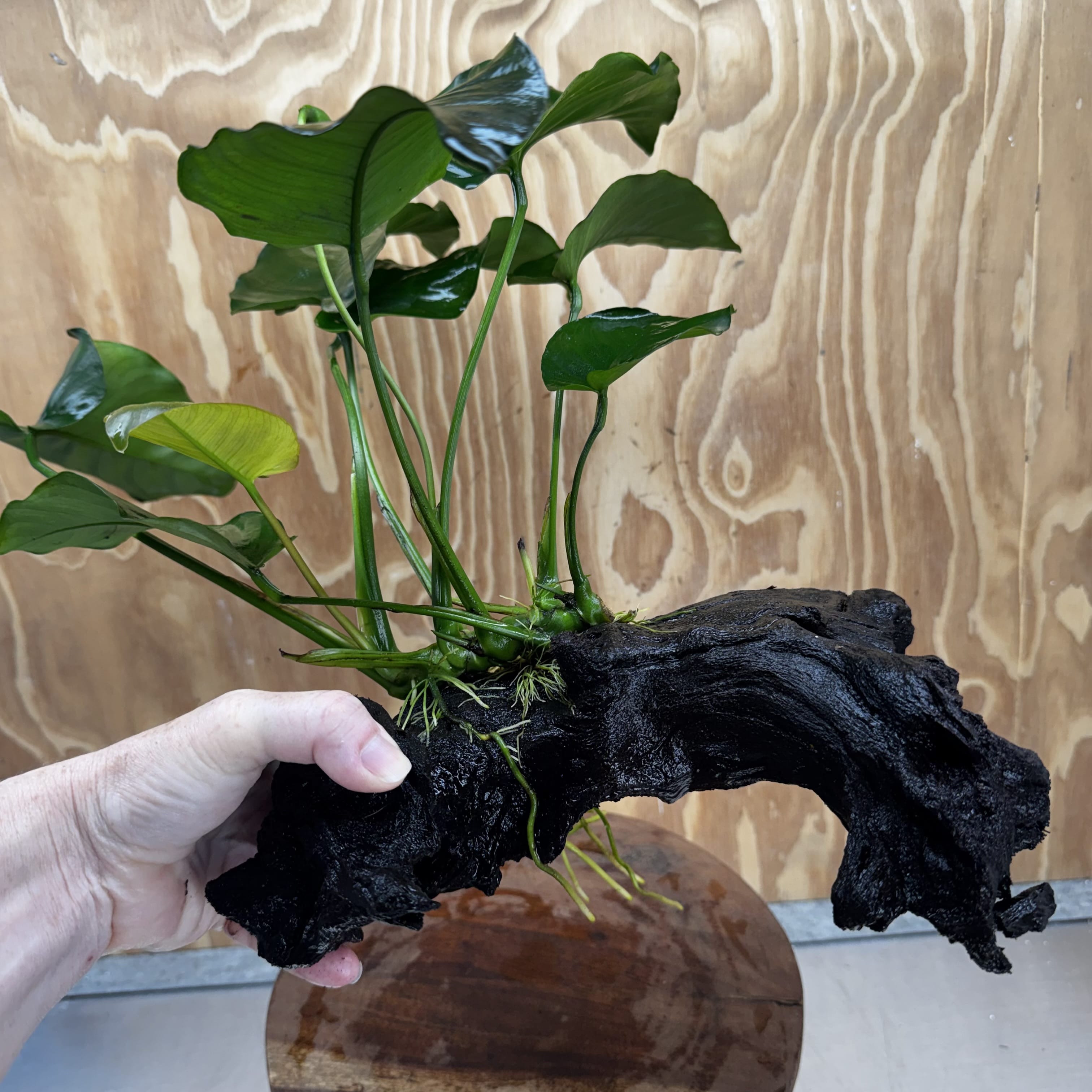Scapeshop.com.au One Only Anubias 'Barteri' on Large Driftwood Creation - One Only - Strong Anubias Barteri Large Driftwood - ONE ONLY - Scapeshop Aquarium Plants