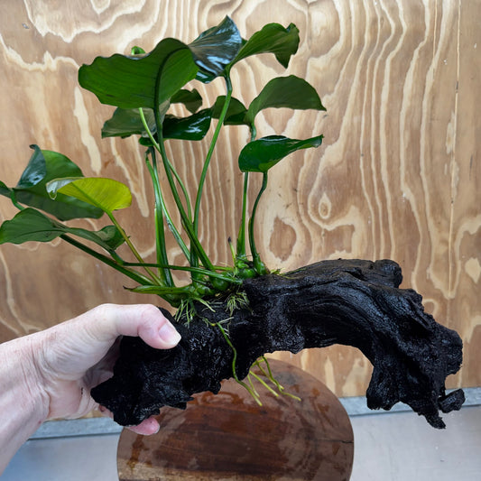 Scapeshop.com.au One Only Anubias 'Barteri' on Large Driftwood Creation - One Only - Strong Anubias Barteri Large Driftwood - ONE ONLY - Scapeshop Aquarium Plants