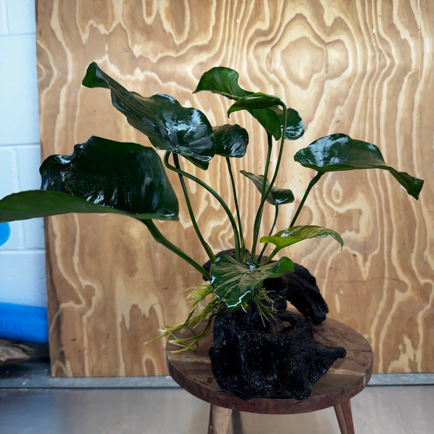 Scapeshop.com.au One Only Anubias 'Barteri' on Large Driftwood Creation - One Only - Strong Anubias Barteri Large Driftwood - ONE ONLY - Scapeshop Aquarium Plants