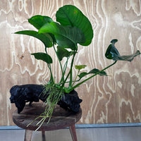 Scapeshop.com.au One Only Anubias 'Barteri' on Large Driftwood Creation - One Only - Strong Anubias Barteri Large Driftwood - ONE ONLY - Scapeshop Aquarium Plants