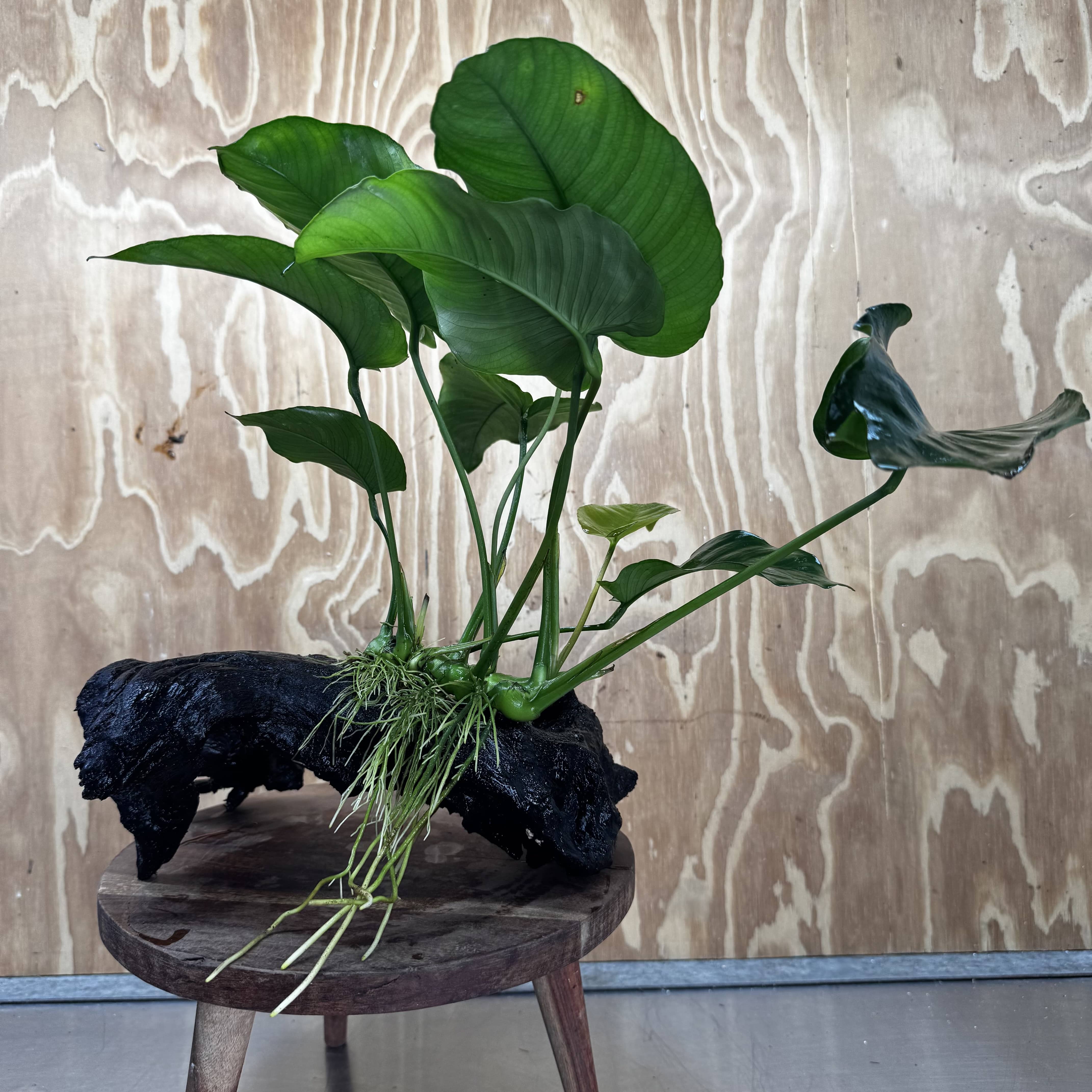 Scapeshop.com.au One Only Anubias 'Barteri' on Large Driftwood Creation - One Only - Strong Anubias Barteri Large Driftwood - ONE ONLY - Scapeshop Aquarium Plants
