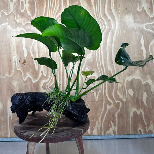 Scapeshop.com.au One Only Anubias 'Barteri' on Large Driftwood Creation - One Only - Strong Anubias Barteri Large Driftwood - ONE ONLY - Scapeshop Aquarium Plants