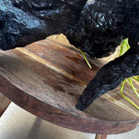 Scapeshop.com.au One Only Anubias 'Barteri' on Large Driftwood Creation - One Only - Strong Anubias Barteri Large Driftwood - ONE ONLY - Scapeshop Aquarium Plants