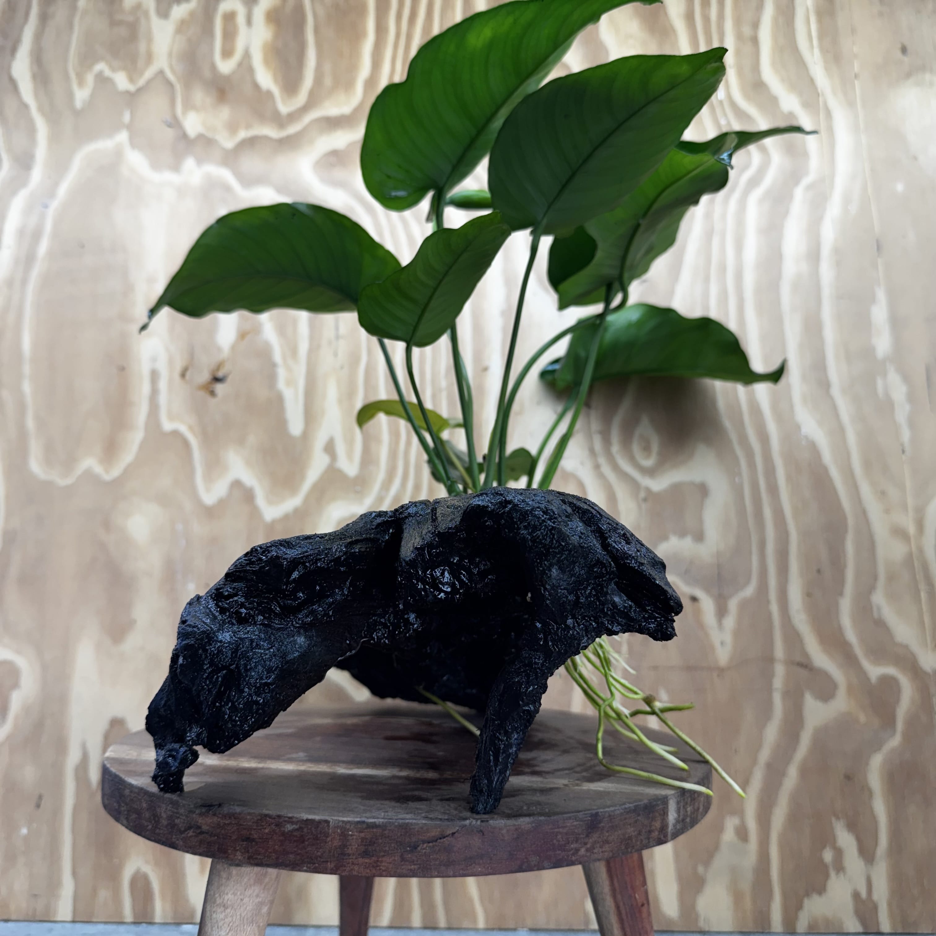 Scapeshop.com.au One Only Anubias 'Barteri' on Large Driftwood Creation - One Only - Strong Anubias Barteri Large Driftwood - ONE ONLY - Scapeshop Aquarium Plants