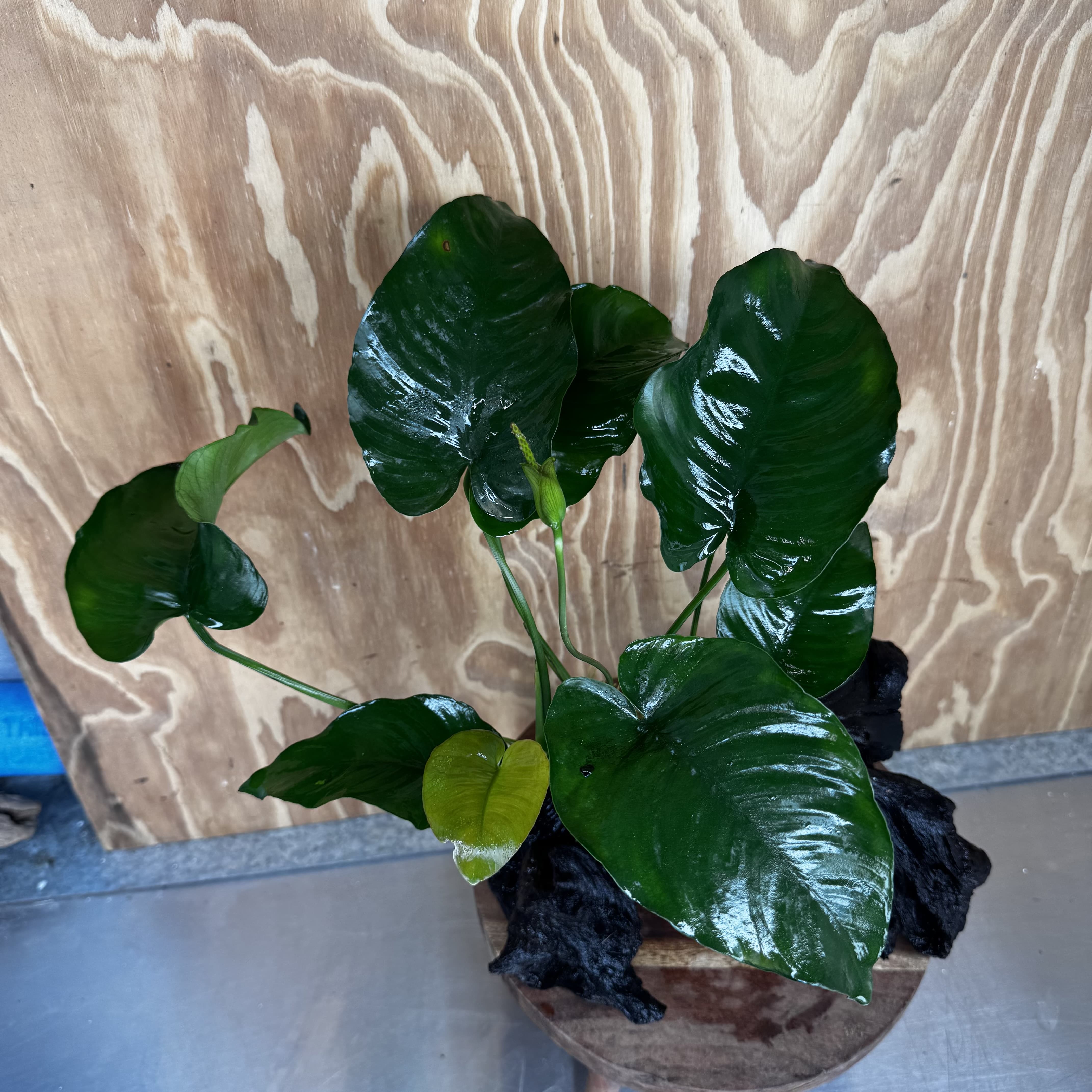 Scapeshop.com.au One Only Anubias 'Barteri' on Large Driftwood Creation - One Only - Strong Anubias Barteri Large Driftwood - ONE ONLY - Scapeshop Aquarium Plants