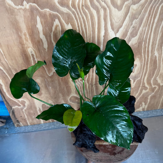 Scapeshop.com.au One Only Anubias 'Barteri' on Large Driftwood Creation - One Only - Strong Anubias Barteri Large Driftwood - ONE ONLY - Scapeshop Aquarium Plants