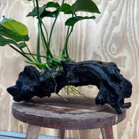 Scapeshop.com.au One Only Anubias 'Barteri' on Large Driftwood Creation - One Only - Strong Anubias Barteri Large Driftwood - ONE ONLY - Scapeshop Aquarium Plants