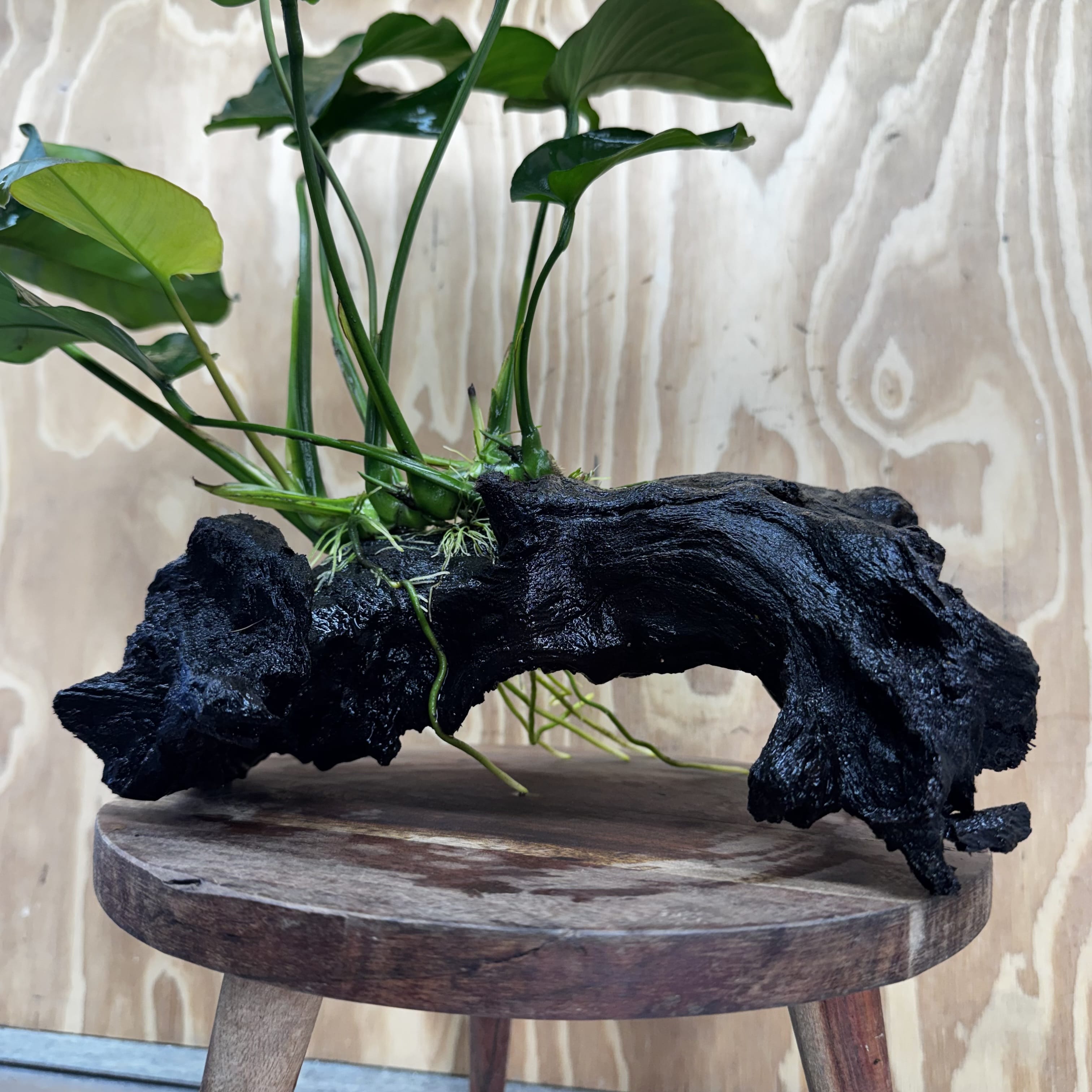 Scapeshop.com.au One Only Anubias 'Barteri' on Large Driftwood Creation - One Only - Strong Anubias Barteri Large Driftwood - ONE ONLY - Scapeshop Aquarium Plants