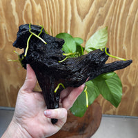 Pisces Enterprises One Only Anubias 'Barteri' on Medium Driftwood Creation - ONE ONLY - Awesome Buy Anubias Barteri on Medium Driftwood - One Only Awesome Scapeshop