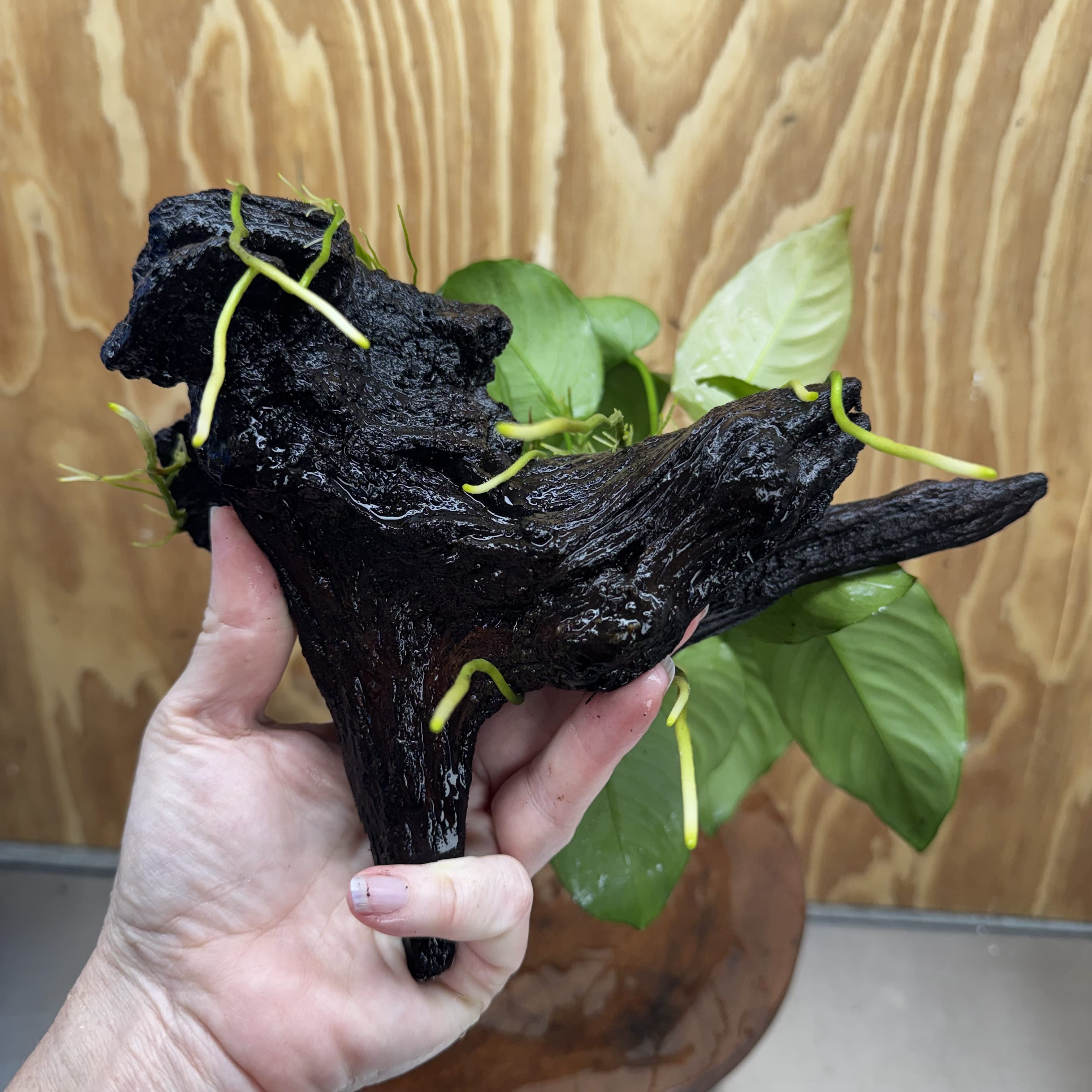 Pisces Enterprises One Only Anubias 'Barteri' on Medium Driftwood Creation - ONE ONLY - Awesome Buy Anubias Barteri on Medium Driftwood - One Only Awesome Scapeshop