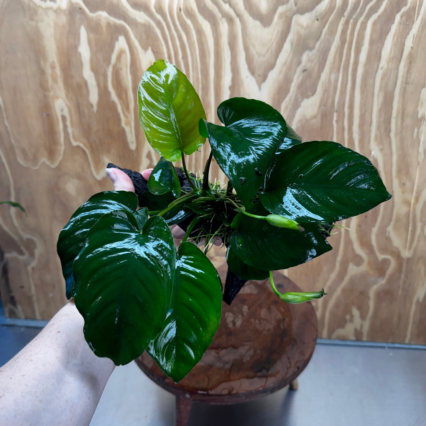 Pisces Enterprises One Only Anubias 'Barteri' on Medium Driftwood Creation - ONE ONLY - Awesome Buy Anubias Barteri on Medium Driftwood - One Only Awesome Scapeshop