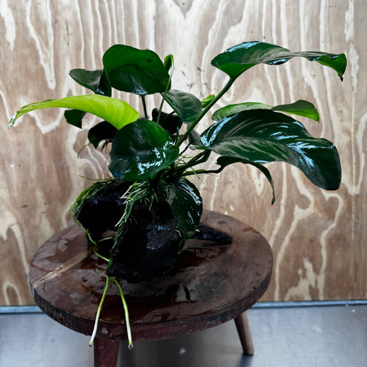 Pisces Enterprises One Only Anubias 'Barteri' on Medium Driftwood Creation - ONE ONLY - Awesome Buy Anubias Barteri on Medium Driftwood - One Only Awesome Scapeshop