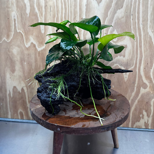 Pisces Enterprises One Only Anubias 'Barteri' on Medium Driftwood Creation - ONE ONLY - Awesome Buy Anubias Barteri on Medium Driftwood - One Only Awesome Scapeshop