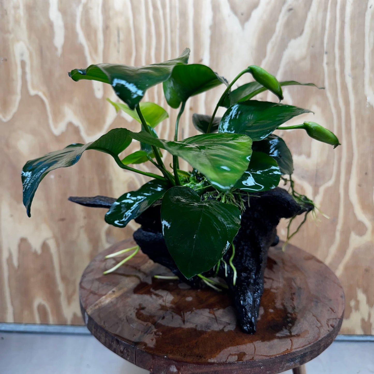 Pisces Enterprises One Only Anubias 'Barteri' on Medium Driftwood Creation - ONE ONLY - Awesome Buy Anubias Barteri on Medium Driftwood - One Only Awesome Scapeshop