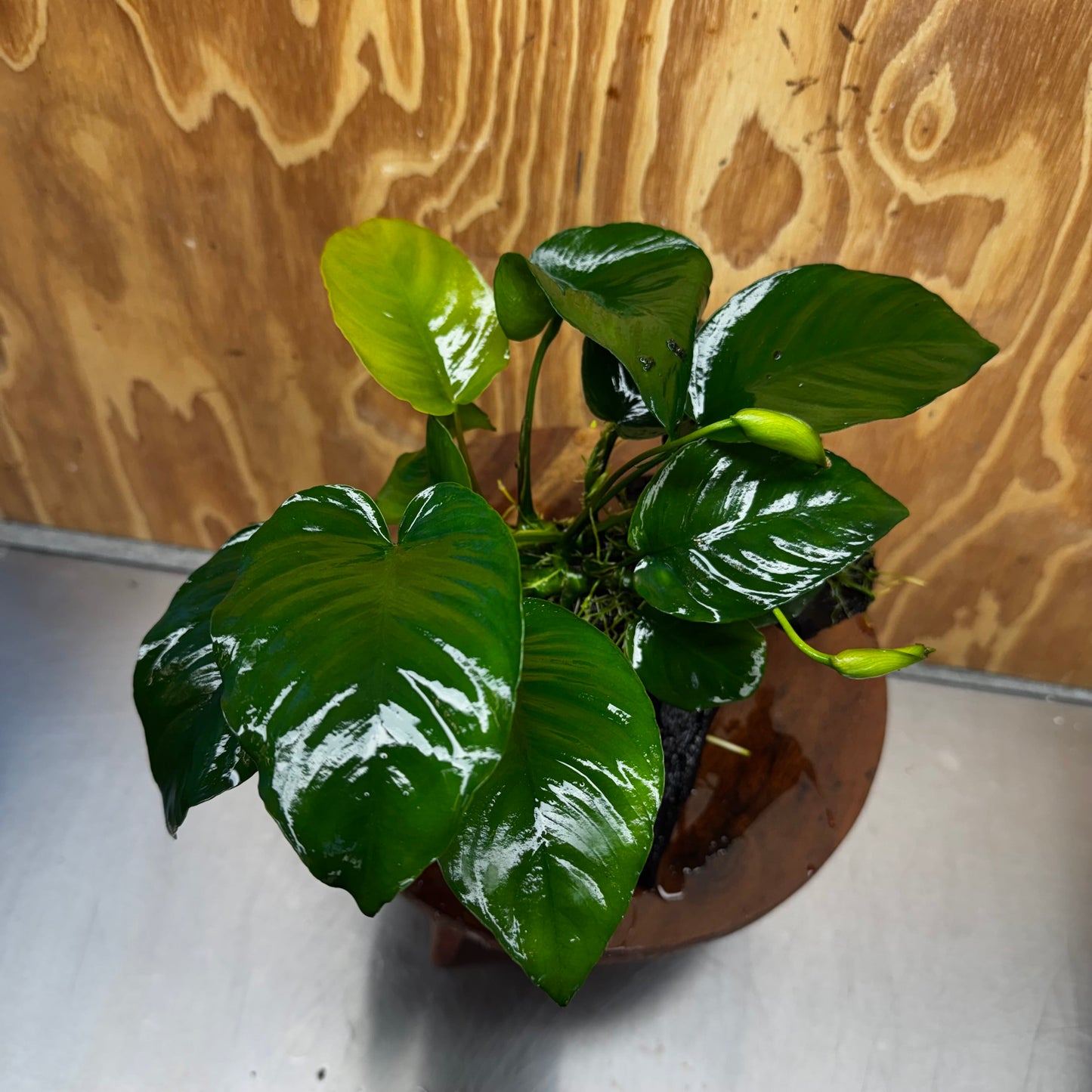 Pisces Enterprises One Only Anubias 'Barteri' on Medium Driftwood Creation - ONE ONLY - Awesome Buy Anubias Barteri on Medium Driftwood - One Only Awesome Scapeshop