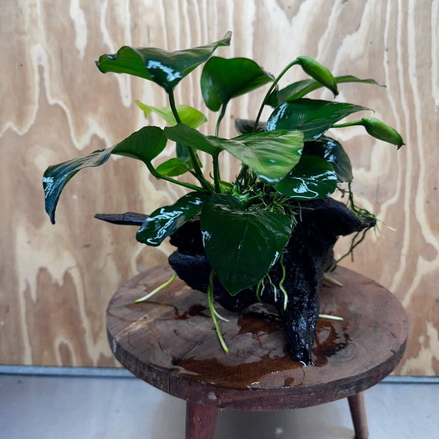 Pisces Enterprises One Only Anubias 'Barteri' on Medium Driftwood Creation - ONE ONLY - Awesome Buy Anubias Barteri on Medium Driftwood - One Only Awesome Scapeshop