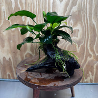 Pisces Enterprises One Only Anubias 'Barteri' on Medium Driftwood Creation - ONE ONLY - Awesome Buy Anubias Barteri on Medium Driftwood - One Only Awesome Scapeshop