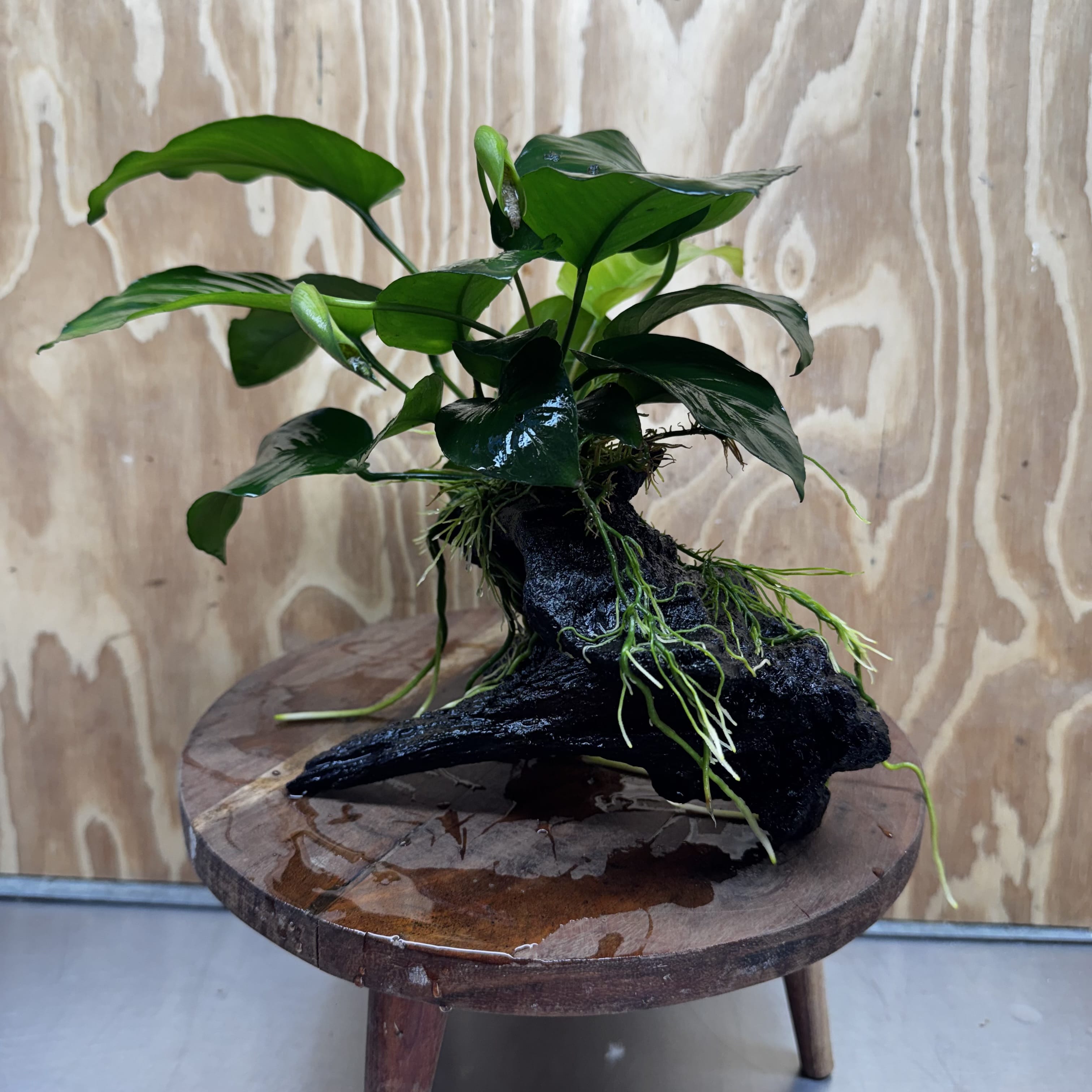 Pisces Enterprises One Only Anubias 'Barteri' on Medium Driftwood Creation - ONE ONLY - Awesome Buy Anubias Barteri on Medium Driftwood - One Only Awesome Scapeshop