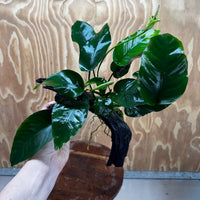 Pisces Enterprises One Only Anubias 'Barteri' on Medium Driftwood Creation - ONE ONLY - Awesome Buy Anubias Barteri on Medium Driftwood - One Only Awesome Scapeshop