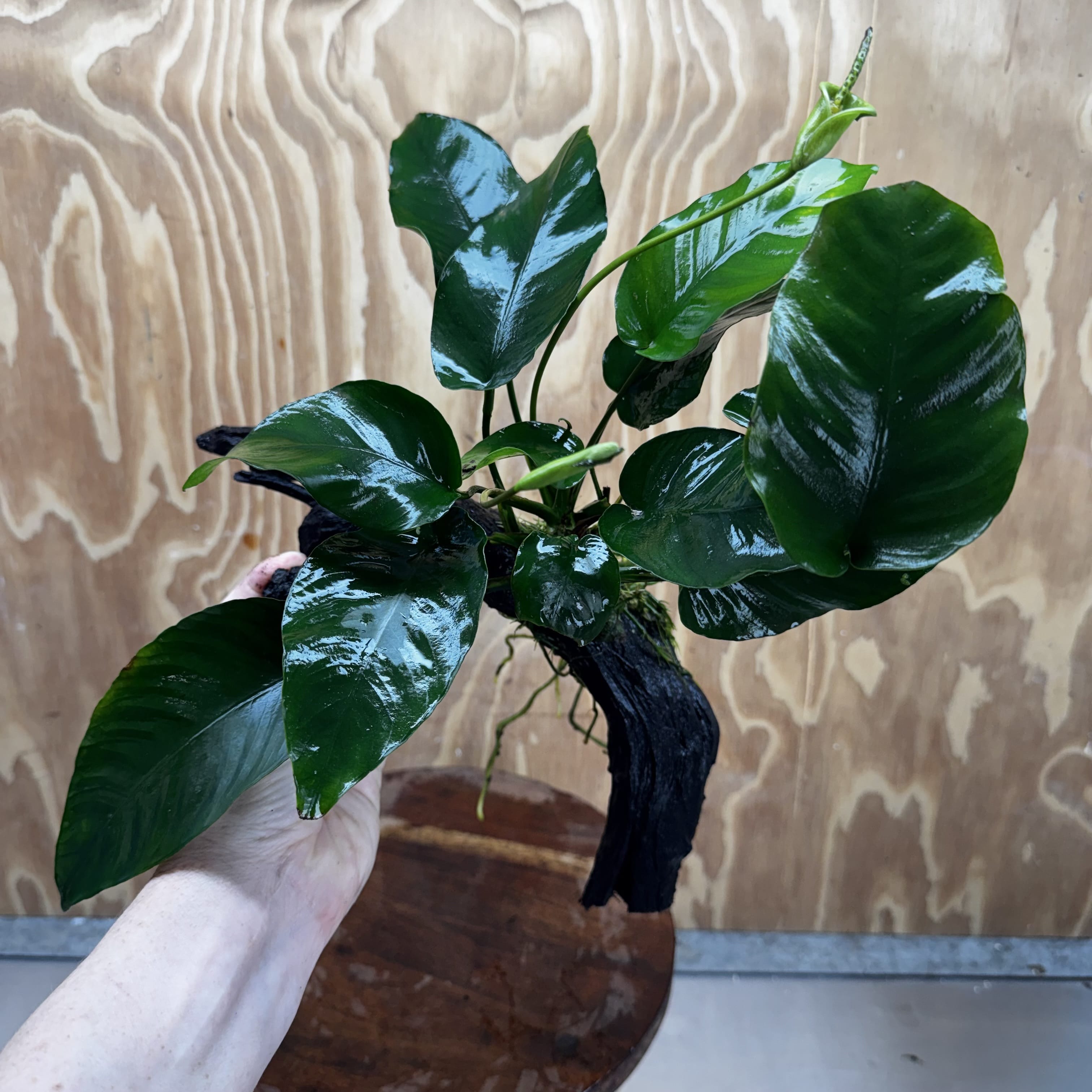 Pisces Enterprises One Only Anubias 'Barteri' on Medium Driftwood Creation - ONE ONLY - Awesome Buy Anubias Barteri on Medium Driftwood - One Only Awesome Scapeshop