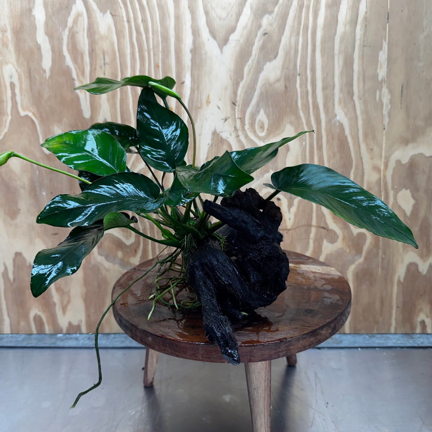 Pisces Enterprises One Only Anubias 'Barteri' on Medium Driftwood Creation - ONE ONLY - Awesome Buy Anubias Barteri on Medium Driftwood - One Only Awesome Scapeshop