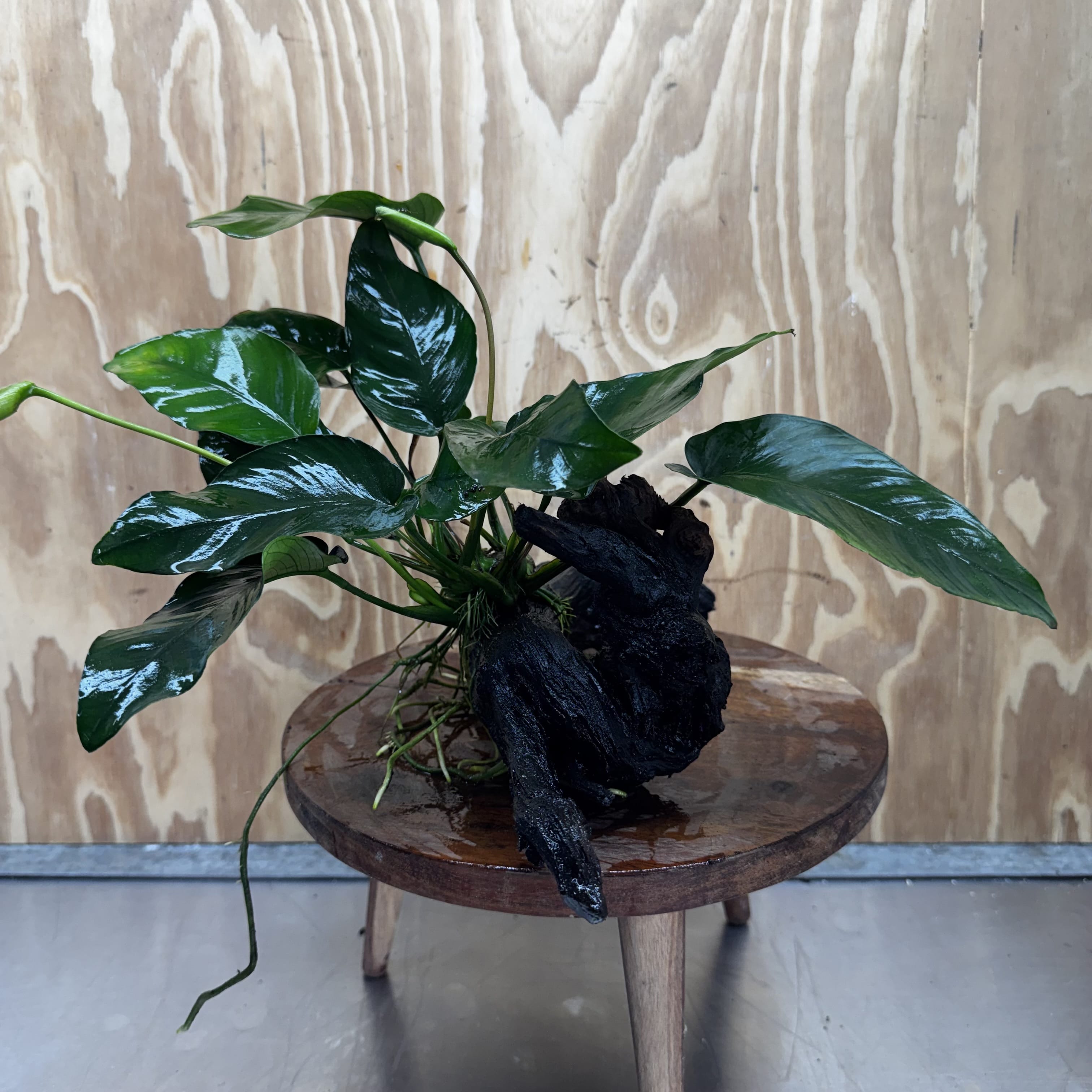Pisces Enterprises One Only Anubias 'Barteri' on Medium Driftwood Creation - ONE ONLY - Awesome Buy Anubias Barteri on Medium Driftwood - One Only Awesome Scapeshop