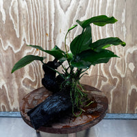 Pisces Enterprises One Only Anubias 'Barteri' on Medium Driftwood Creation - ONE ONLY - Awesome Buy Anubias Barteri on Medium Driftwood - One Only Awesome Scapeshop