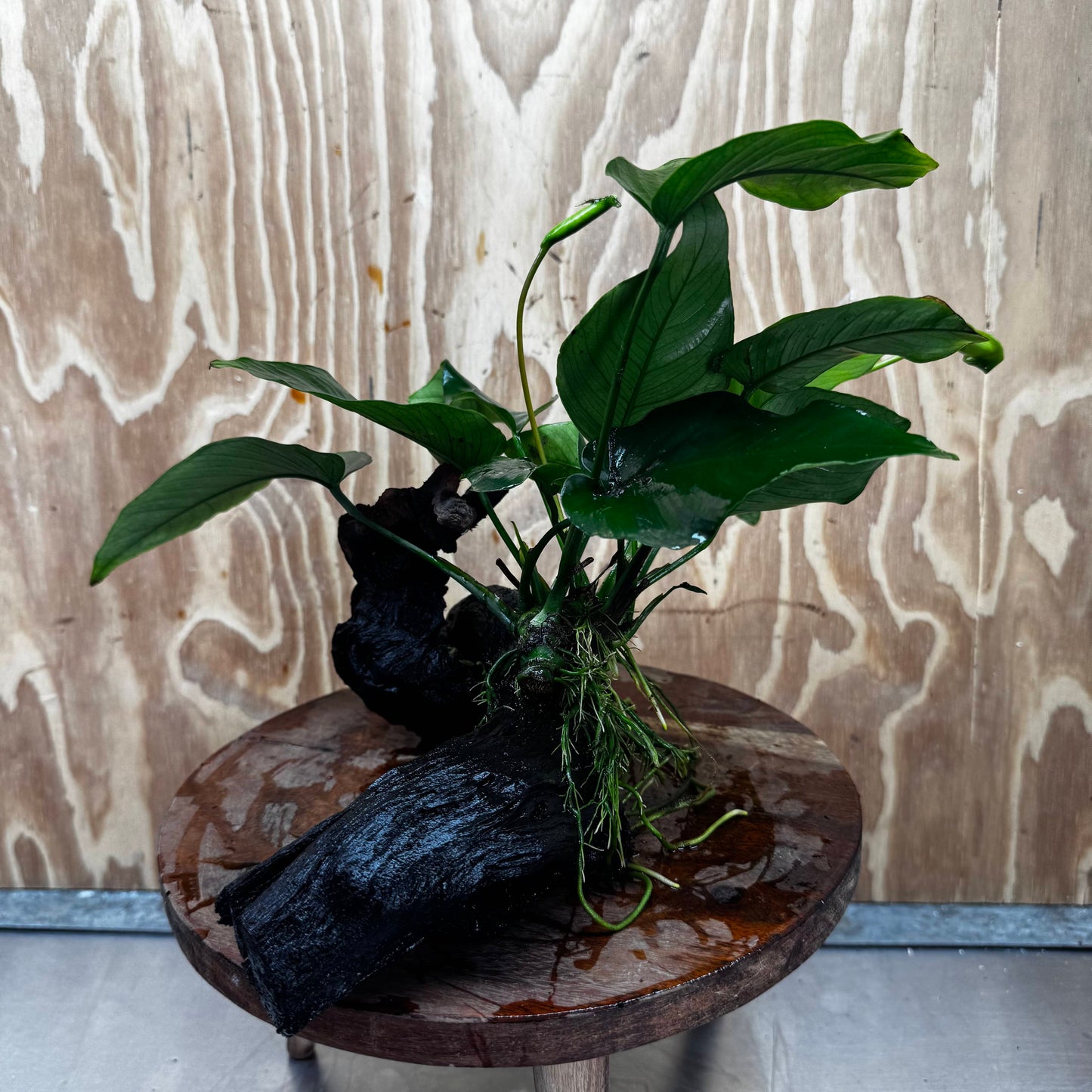 Pisces Enterprises One Only Anubias 'Barteri' on Medium Driftwood Creation - ONE ONLY - Awesome Buy Anubias Barteri on Medium Driftwood - One Only Awesome Scapeshop