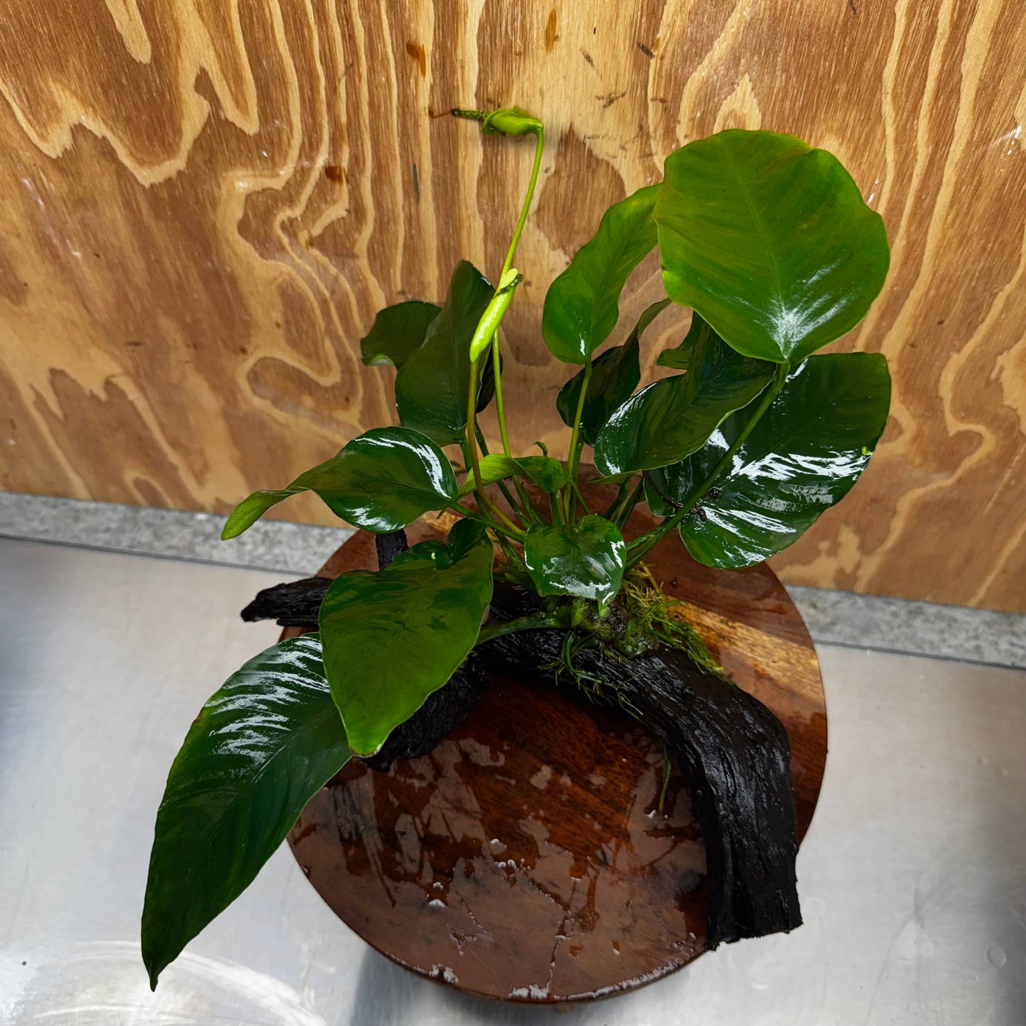 Pisces Enterprises One Only Anubias 'Barteri' on Medium Driftwood Creation - ONE ONLY - Awesome Buy Anubias Barteri on Medium Driftwood - One Only Awesome Scapeshop