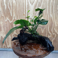 Pisces Enterprises One Only Anubias 'Barteri' on Medium Driftwood Creation - ONE ONLY - Awesome Buy Anubias Barteri on Medium Driftwood - One Only Awesome Scapeshop