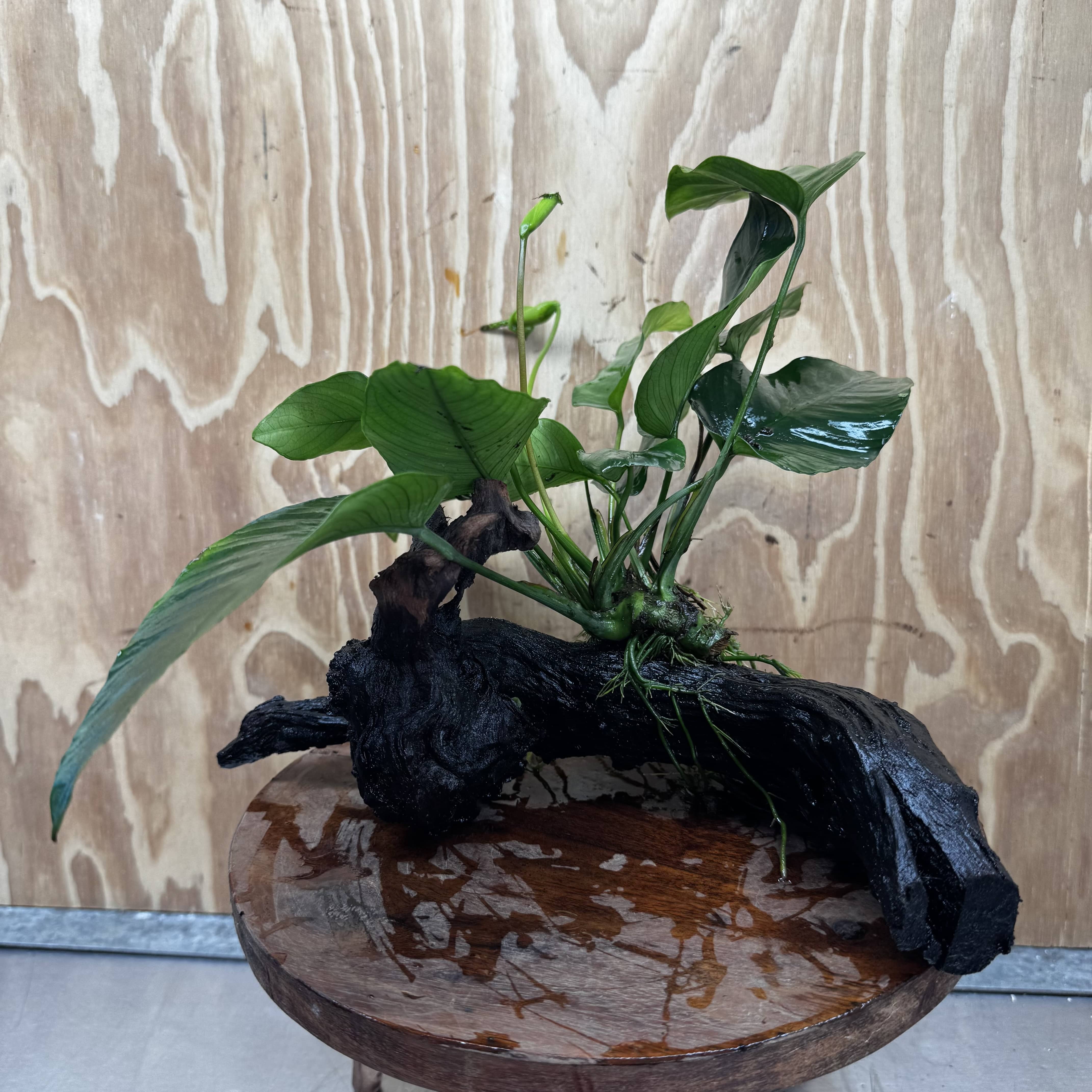 Pisces Enterprises One Only Anubias 'Barteri' on Medium Driftwood Creation - ONE ONLY - Awesome Buy Anubias Barteri on Medium Driftwood - One Only Awesome Scapeshop
