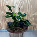Pisces Enterprises One Only Anubias 'Barteri' on Medium Driftwood Creation - ONE ONLY - Awesome Buy Anubias Barteri on Medium Driftwood - One Only Awesome Scapeshop