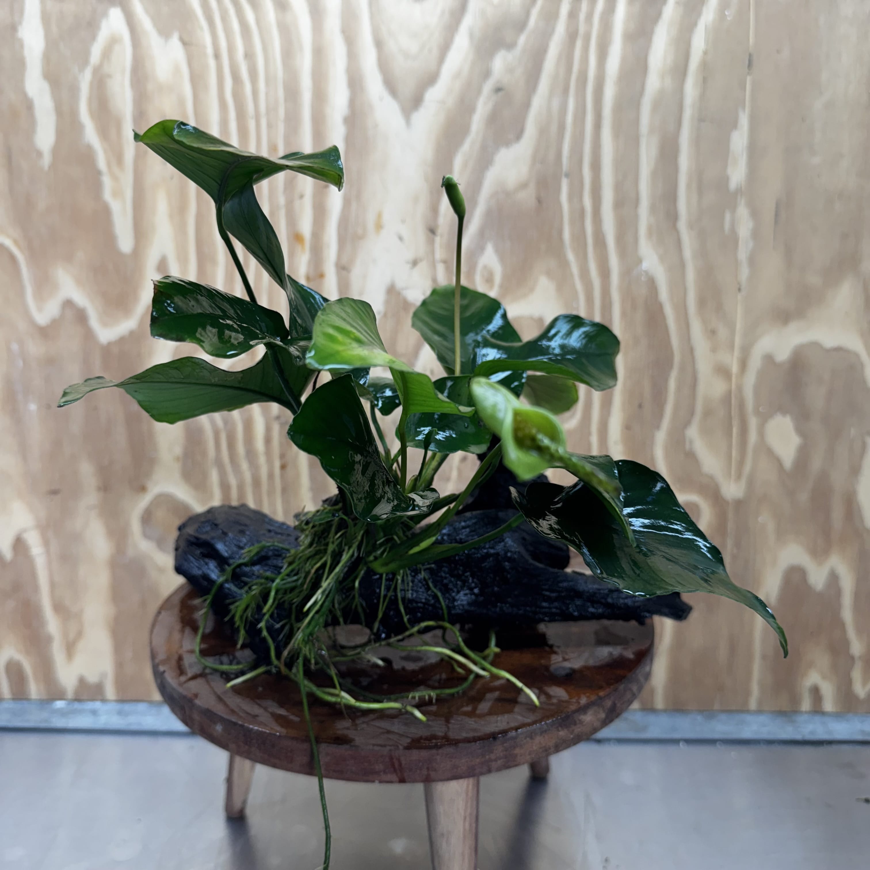 Pisces Enterprises One Only Anubias 'Barteri' on Medium Driftwood Creation - ONE ONLY - Awesome Buy Anubias Barteri on Medium Driftwood - One Only Awesome Scapeshop