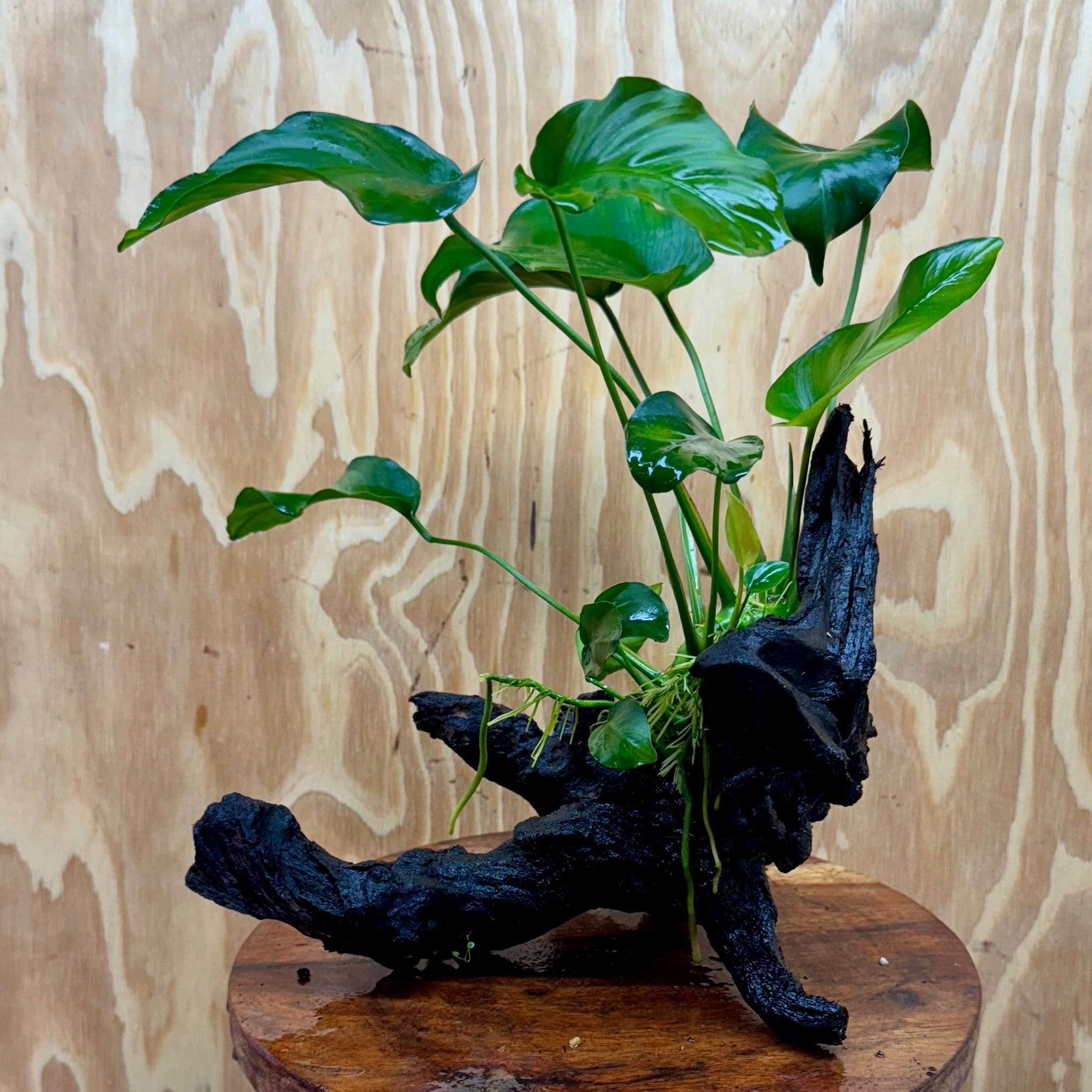 Pisces Enterprises One Only Anubias ‘Barteri' on Medium Driftwood Creation - One Only - Graceful Anubias Barteri on Medium Driftwood - ONE ONLY - Scapeshop Aquarium