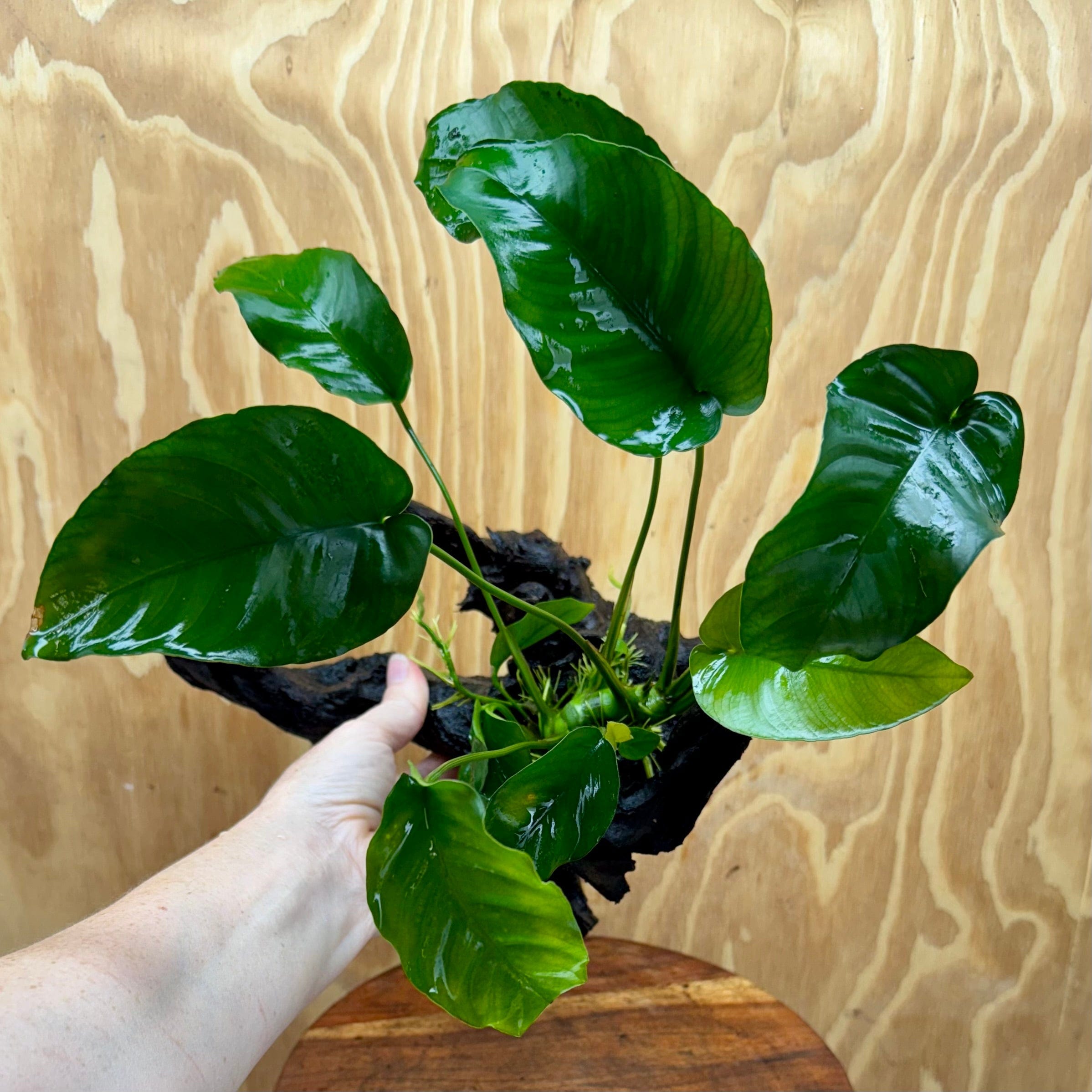 Pisces Enterprises One Only Anubias ‘Barteri' on Medium Driftwood Creation - One Only - Graceful Anubias Barteri on Medium Driftwood - ONE ONLY - Scapeshop Aquarium