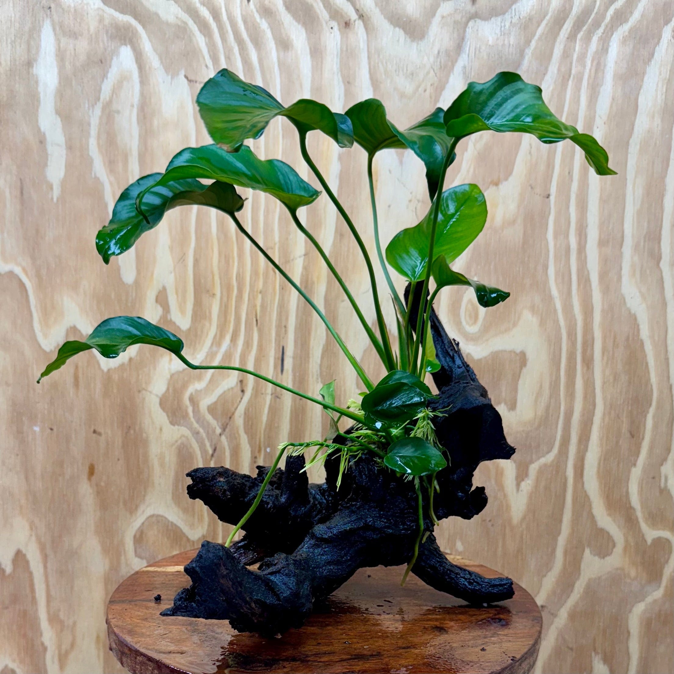 Pisces Enterprises One Only Anubias ‘Barteri' on Medium Driftwood Creation - One Only - Graceful Anubias Barteri on Medium Driftwood - ONE ONLY - Scapeshop Aquarium