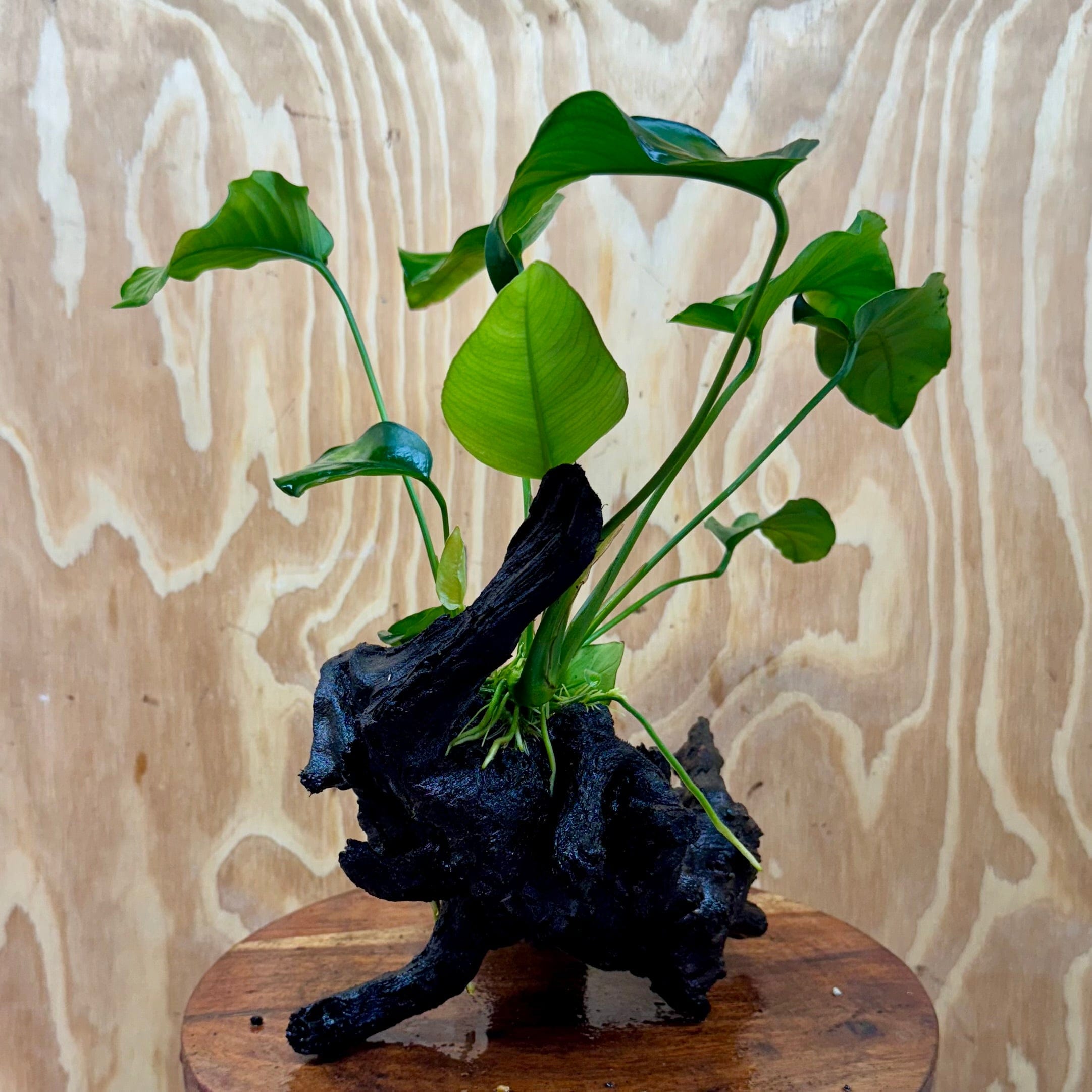 Pisces Enterprises One Only Anubias ‘Barteri' on Medium Driftwood Creation - One Only - Graceful Anubias Barteri on Medium Driftwood - ONE ONLY - Scapeshop Aquarium