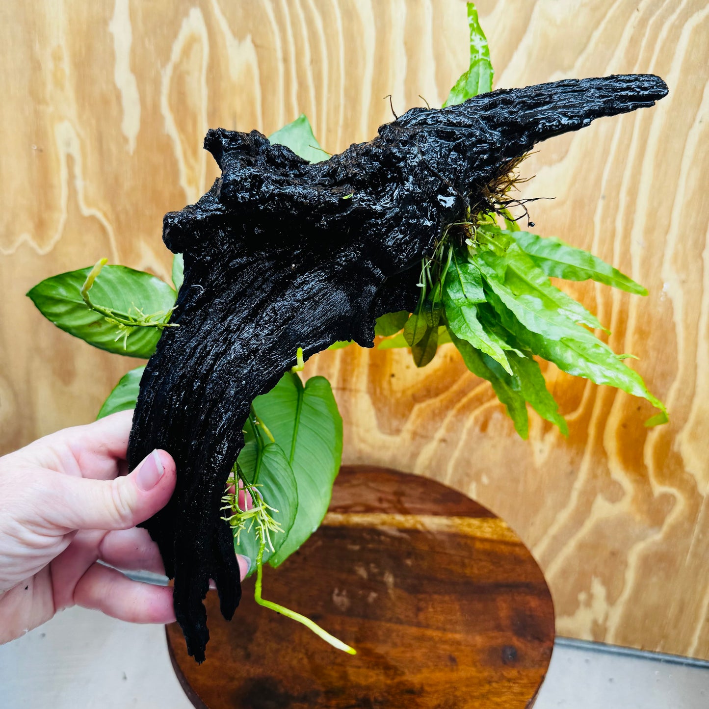 Scapeshop.com.au One Only Anubias Barteri plus Indo Microsorum Driftwood Creation - One Only - Sensational Anubias Barteri plus Indo Microsorum Driftwood Creation - One Only - Sensational