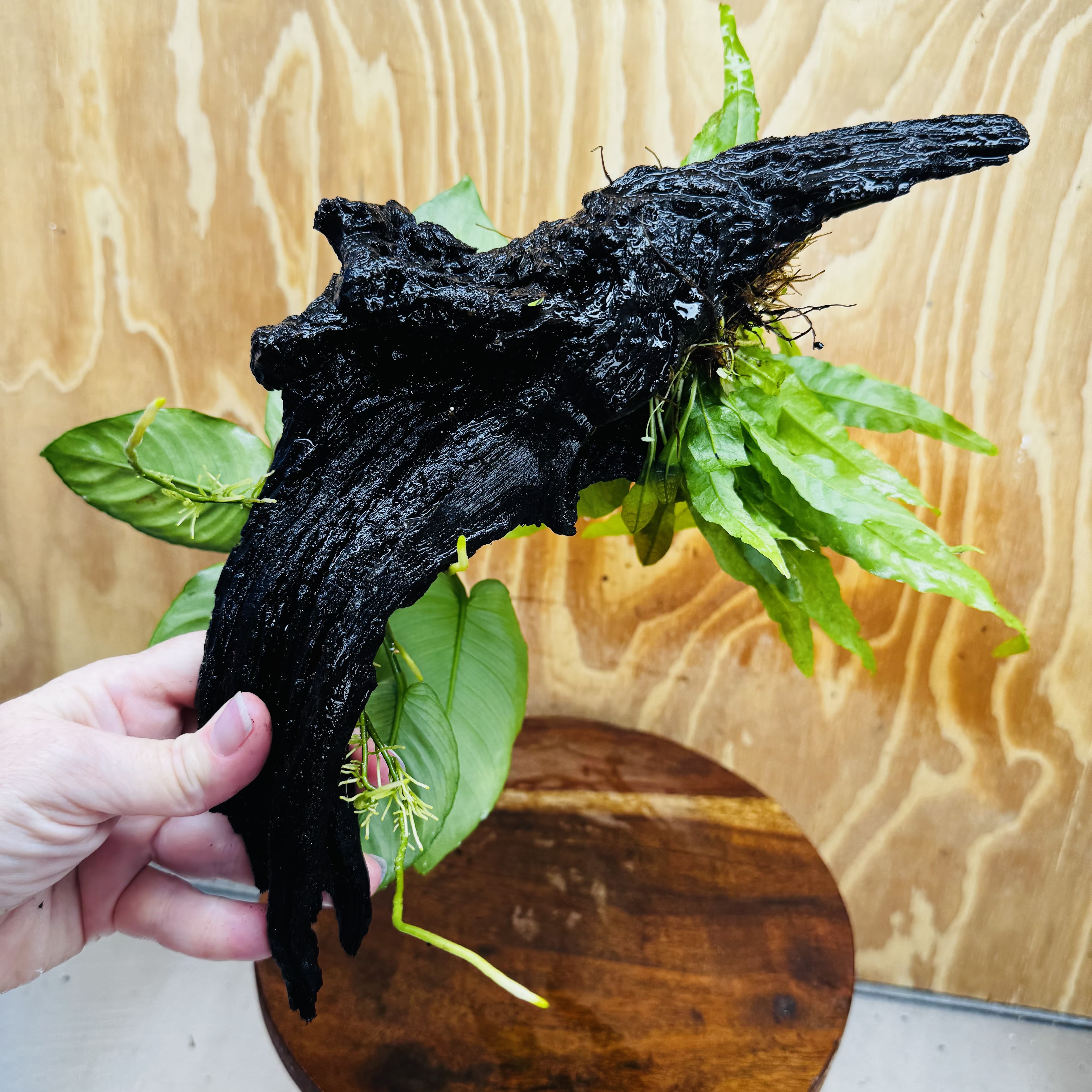 Scapeshop.com.au One Only Anubias Barteri plus Indo Microsorum Driftwood Creation - One Only - Sensational Anubias Barteri plus Indo Microsorum Driftwood Creation - One Only - Sensational
