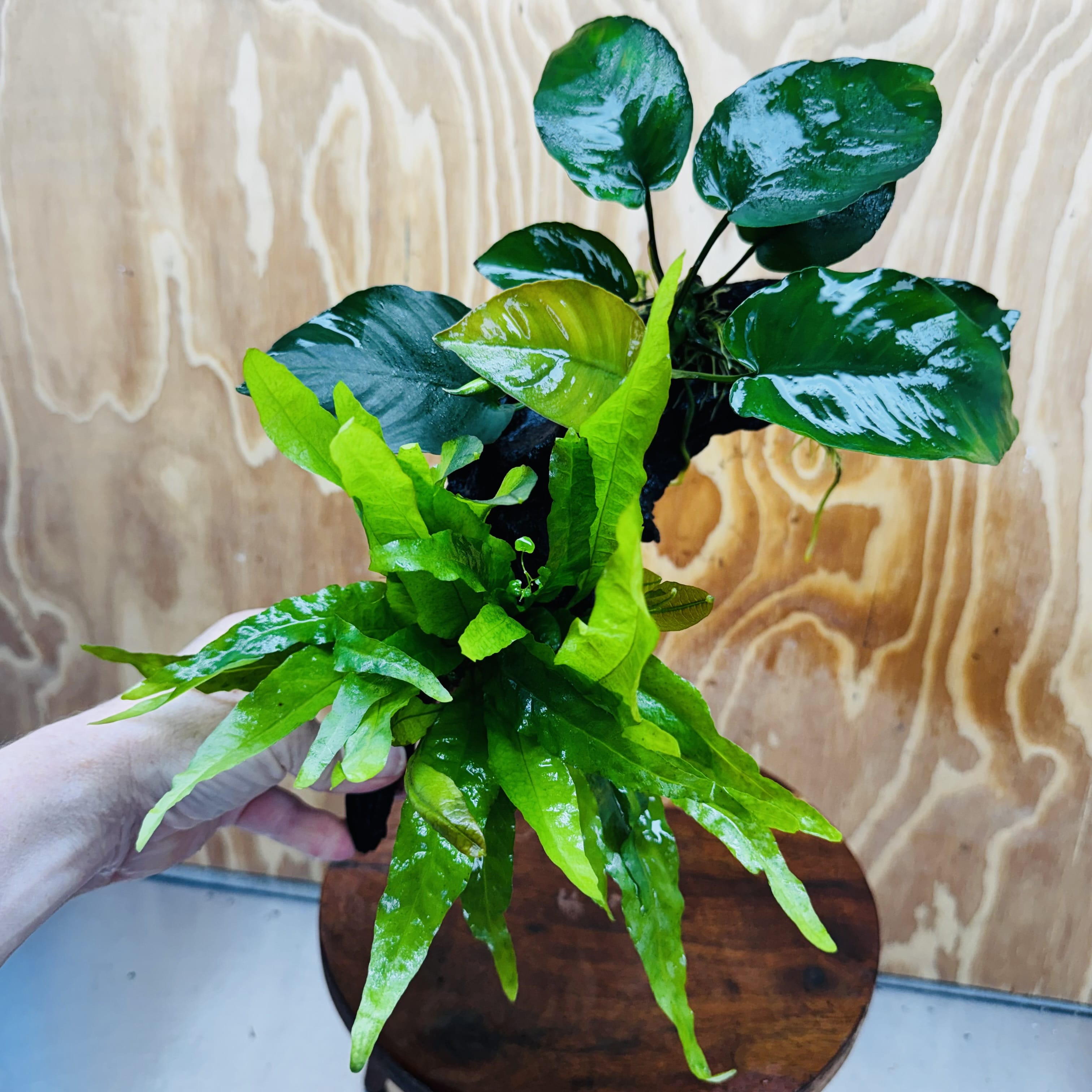 Scapeshop.com.au One Only Anubias Barteri plus Indo Microsorum Driftwood Creation - One Only - Sensational Anubias Barteri plus Indo Microsorum Driftwood Creation - One Only - Sensational