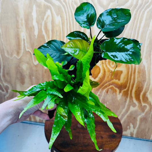 Scapeshop.com.au One Only Anubias Barteri plus Indo Microsorum Driftwood Creation - One Only - Sensational Anubias Barteri plus Indo Microsorum Driftwood Creation - One Only - Sensational