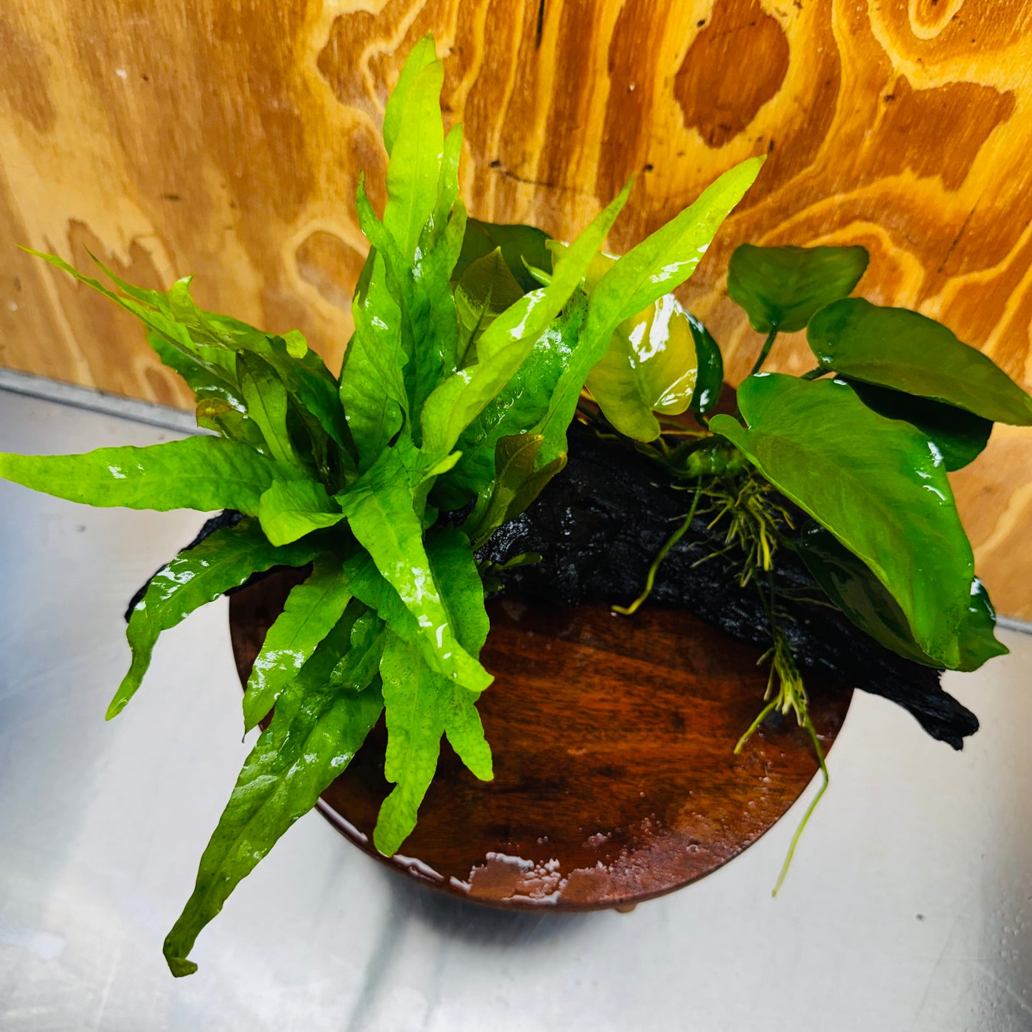Scapeshop.com.au One Only Anubias Barteri plus Indo Microsorum Driftwood Creation - One Only - Sensational Anubias Barteri plus Indo Microsorum Driftwood Creation - One Only - Sensational