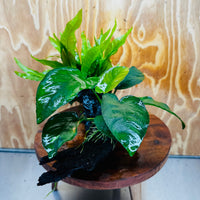 Scapeshop.com.au One Only Anubias Barteri plus Indo Microsorum Driftwood Creation - One Only - Sensational Anubias Barteri plus Indo Microsorum Driftwood Creation - One Only - Sensational