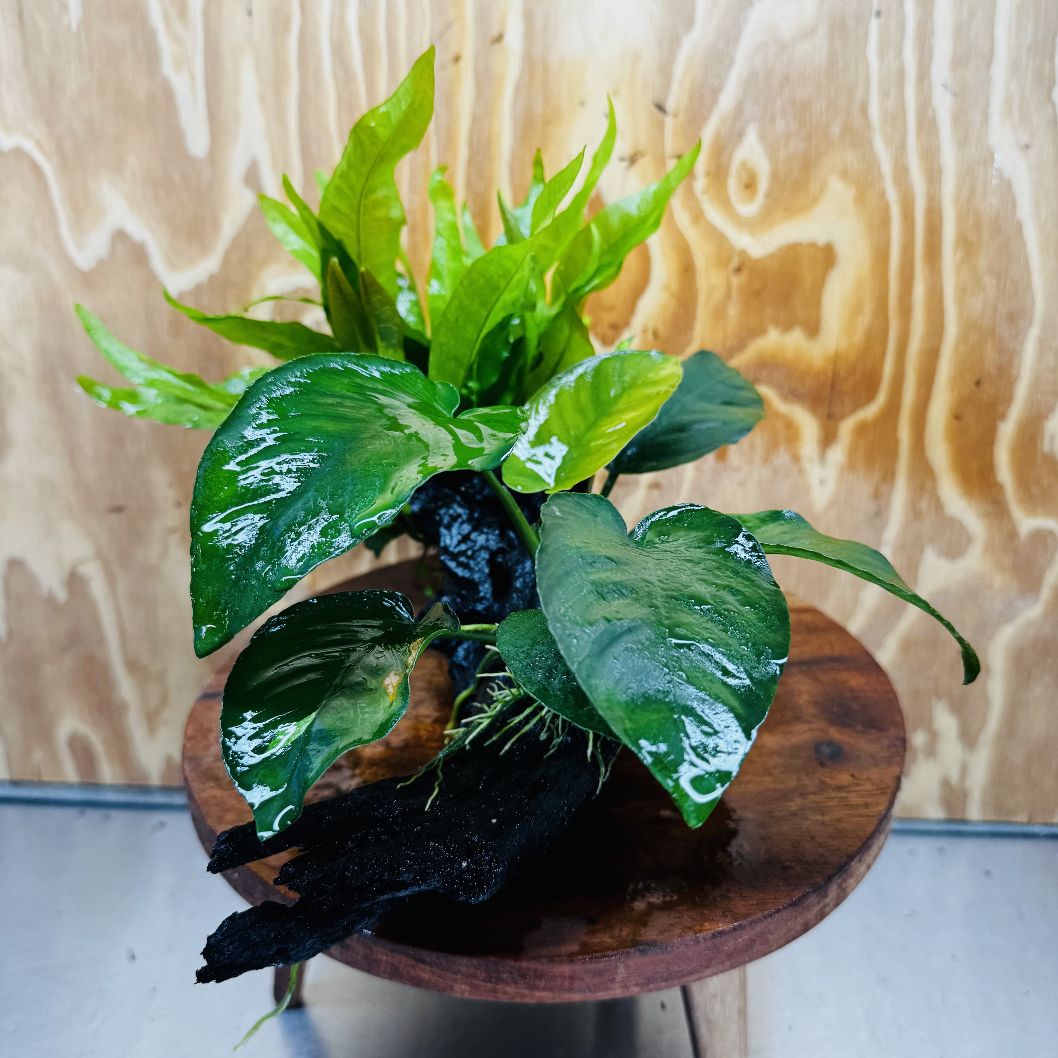 Scapeshop.com.au One Only Anubias Barteri plus Indo Microsorum Driftwood Creation - One Only - Sensational Anubias Barteri plus Indo Microsorum Driftwood Creation - One Only - Sensational