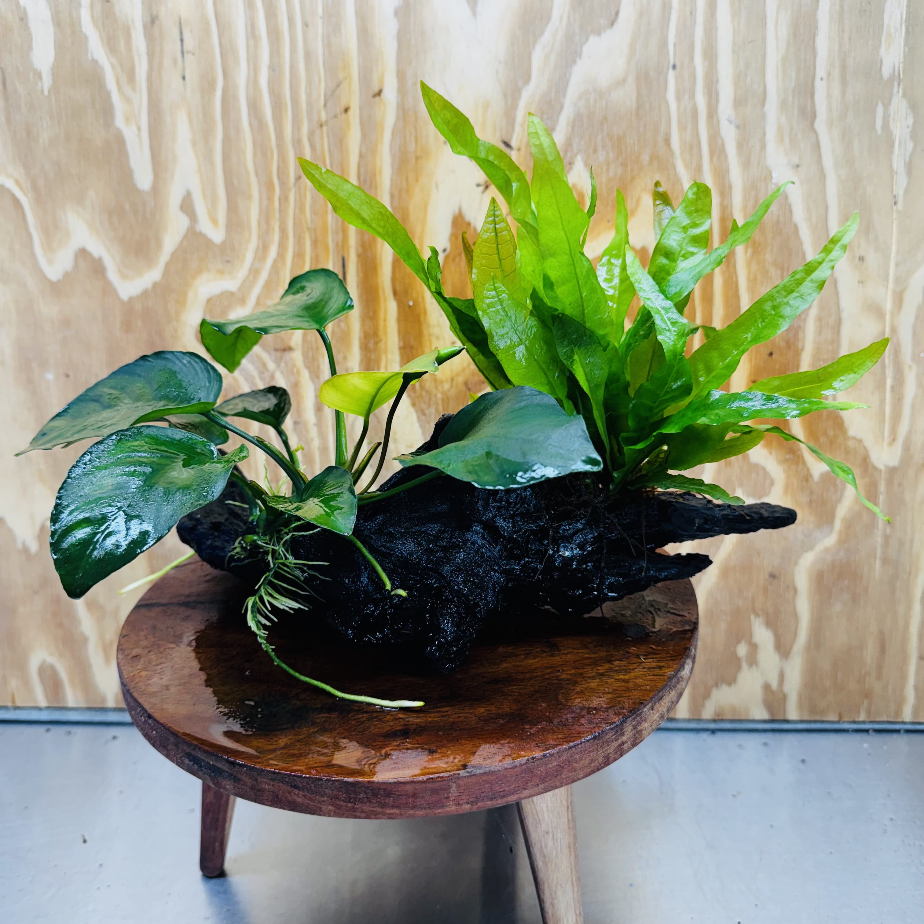Scapeshop.com.au One Only Anubias Barteri plus Indo Microsorum Driftwood Creation - One Only - Sensational Anubias Barteri plus Indo Microsorum Driftwood Creation - One Only - Sensational