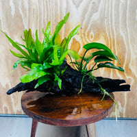 Scapeshop.com.au One Only Anubias Barteri plus Indo Microsorum Driftwood Creation - One Only - Sensational Anubias Barteri plus Indo Microsorum Driftwood Creation - One Only - Sensational