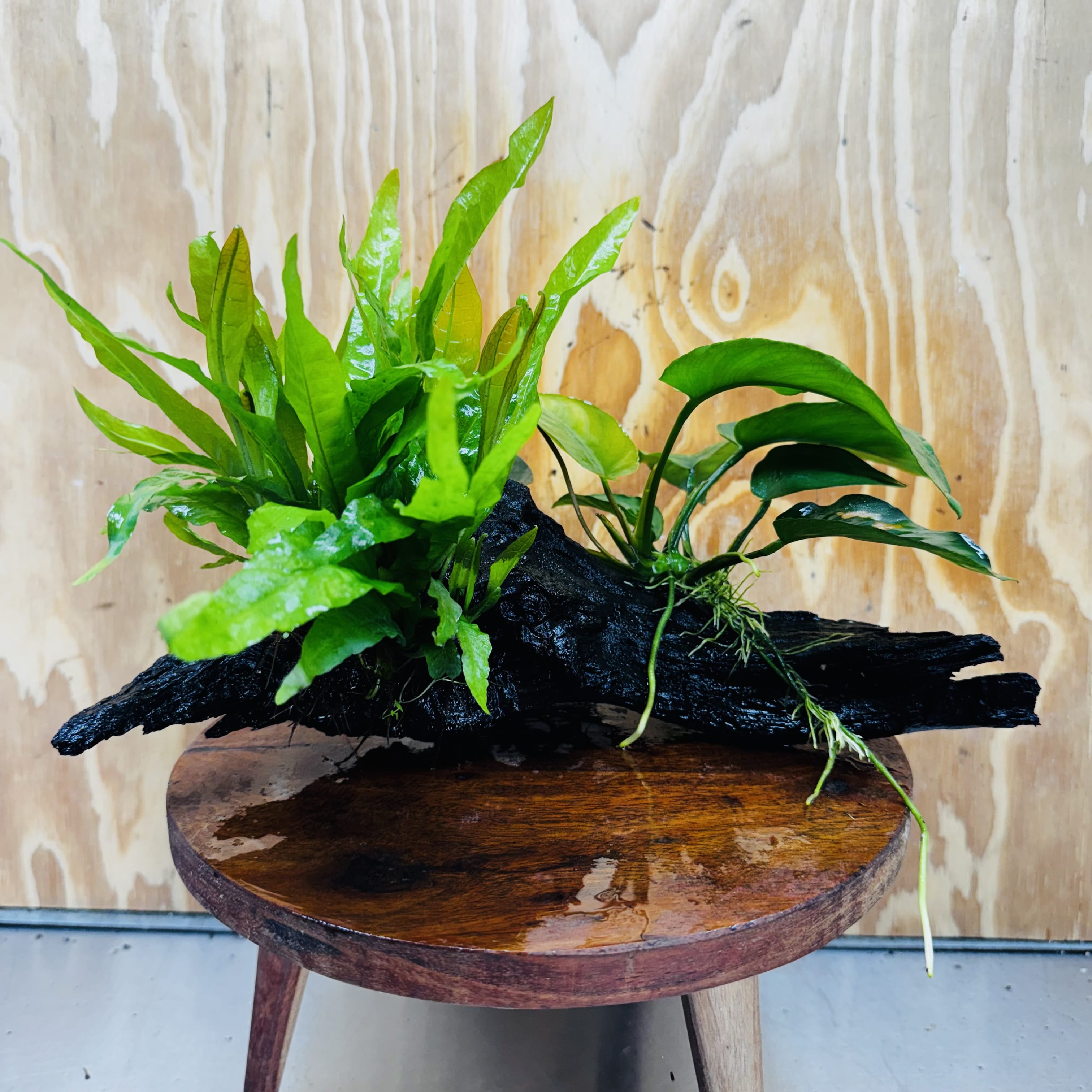 Scapeshop.com.au One Only Anubias Barteri plus Indo Microsorum Driftwood Creation - One Only - Sensational Anubias Barteri plus Indo Microsorum Driftwood Creation - One Only - Sensational