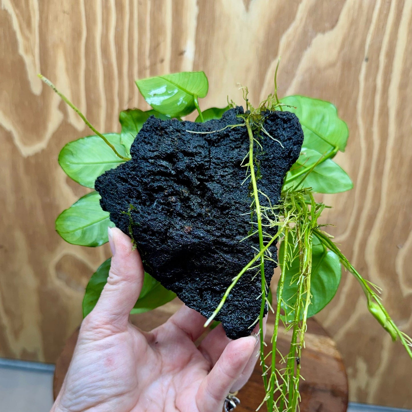 Pisces Enterprises One Only Anubias Coffeefolia and Nana on Large Black Lava Rock Creation - One Only Anubias Coffeefolia and Nana on Large Black Lava Rock Creation - One Only