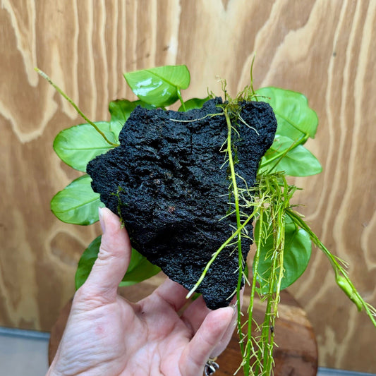 Pisces Enterprises One Only Anubias Coffeefolia and Nana on Large Black Lava Rock Creation - One Only Anubias Coffeefolia and Nana on Large Black Lava Rock Creation - One Only