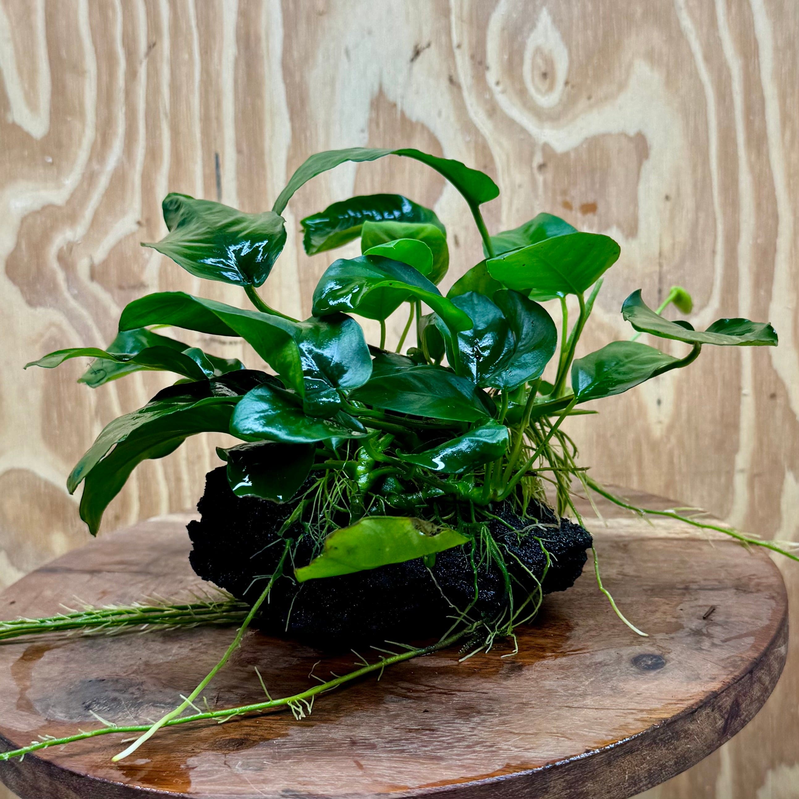 Pisces Enterprises One Only Anubias Coffeefolia and Nana on Large Black Lava Rock Creation - One Only Anubias Coffeefolia and Nana on Large Black Lava Rock Creation - One Only